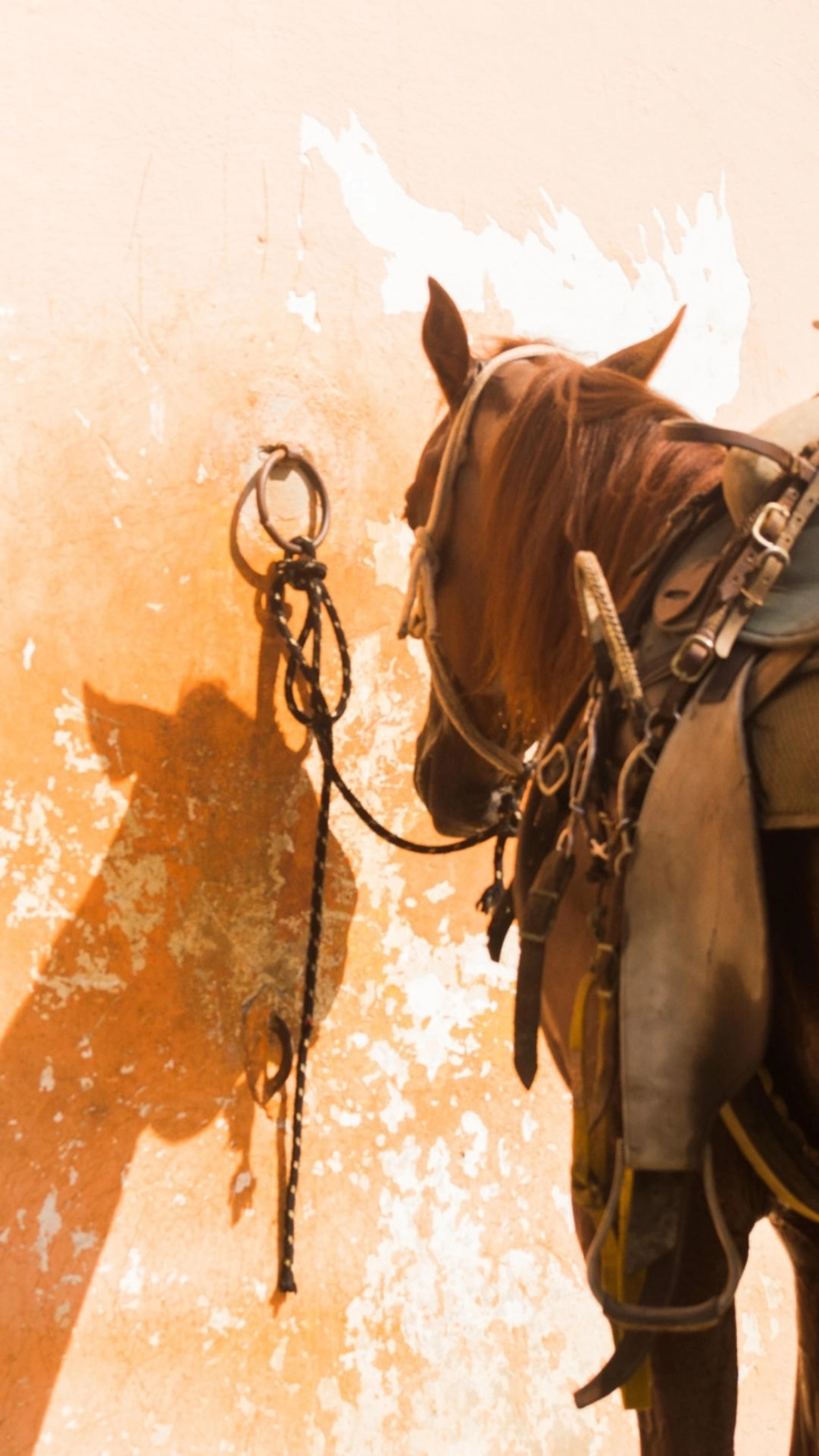 Hình nền ngựa cát tường bình an cho mọi nhà