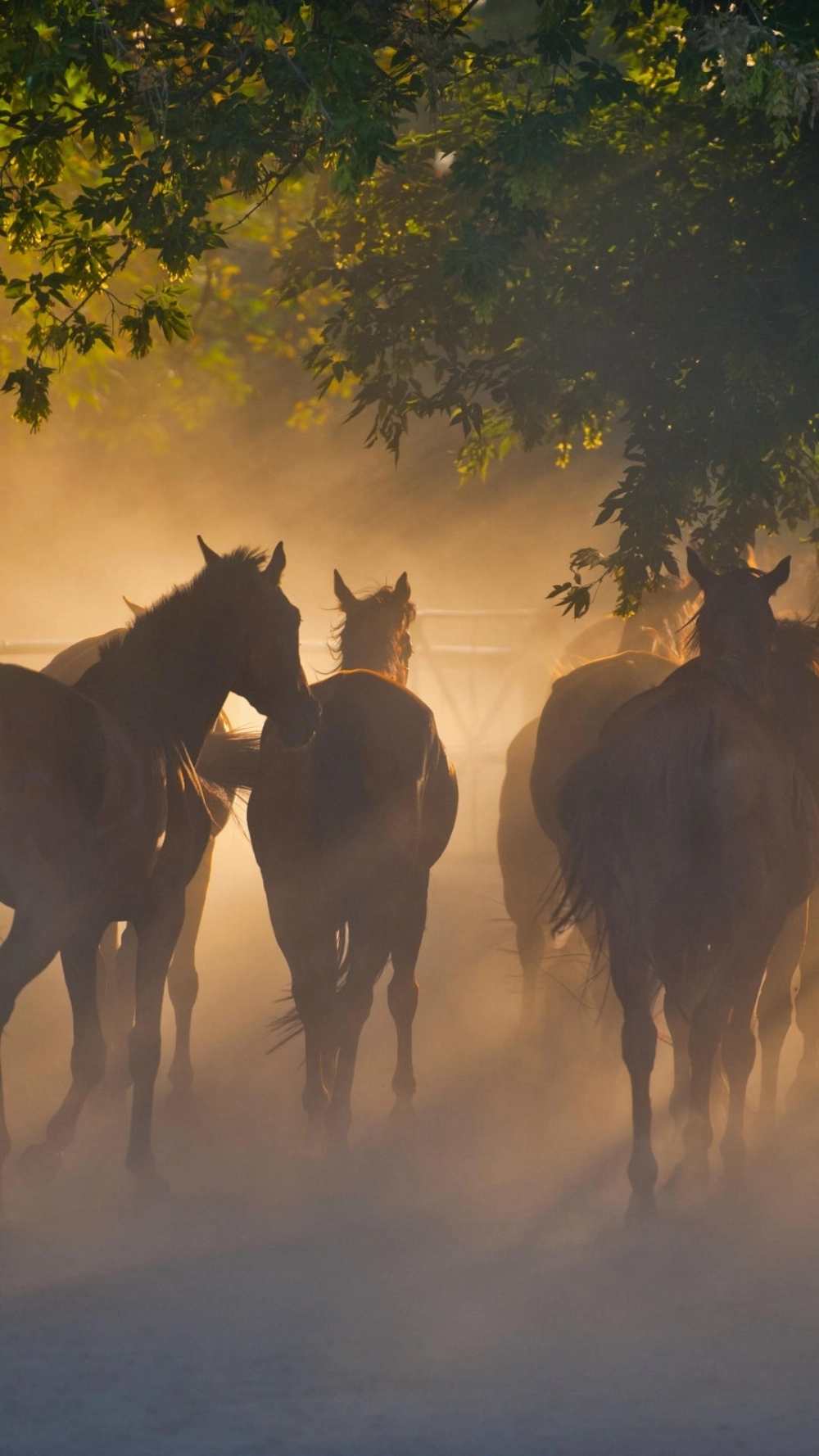 Ngựa may mắn vector thiết kế tinh tế sáng tạo