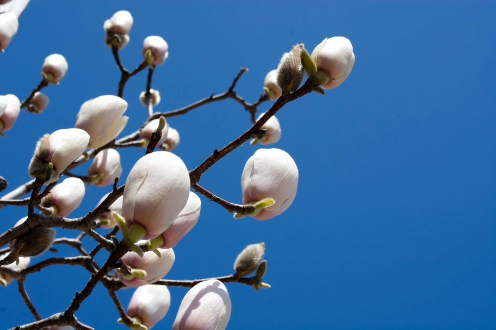 Hình nền nụ hoa tinh khôi gợi sức sống mới