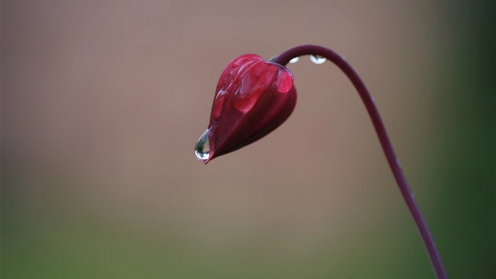 Ảnh nụ hoa e ấp mang vẻ đẹp ban sơ