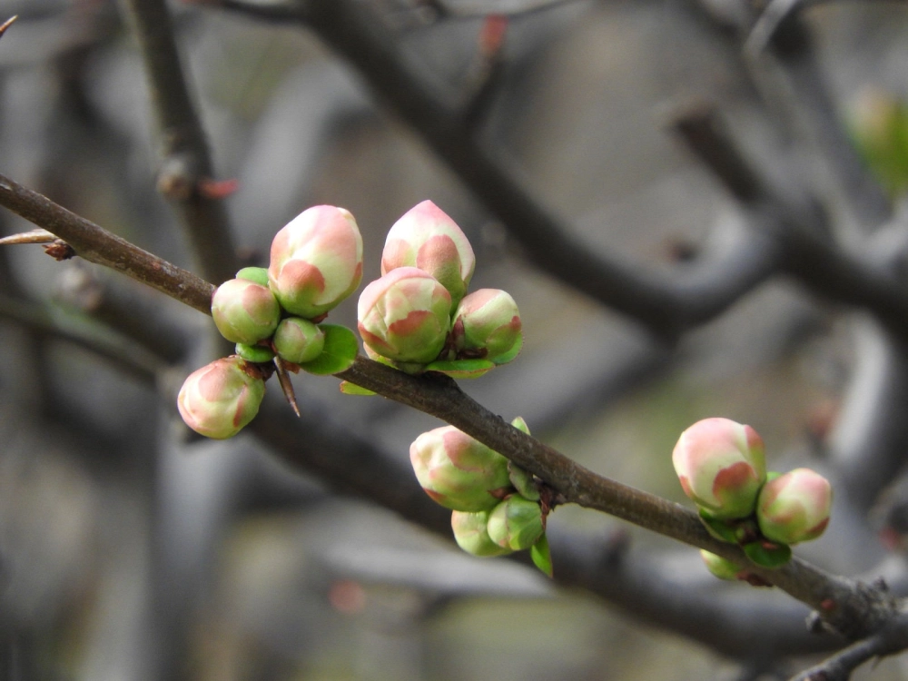 Hình nền nụ hoa đẹp dịu dàng đầy cảm xúc