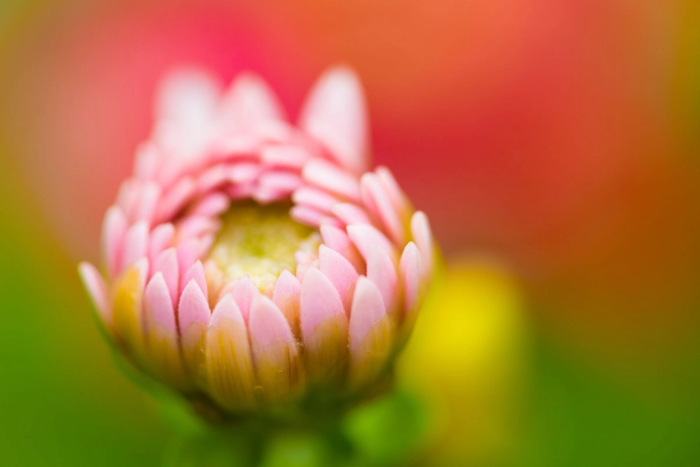 Hình ảnh nụ hoa ghi lại khoảnh khắc tinh tế