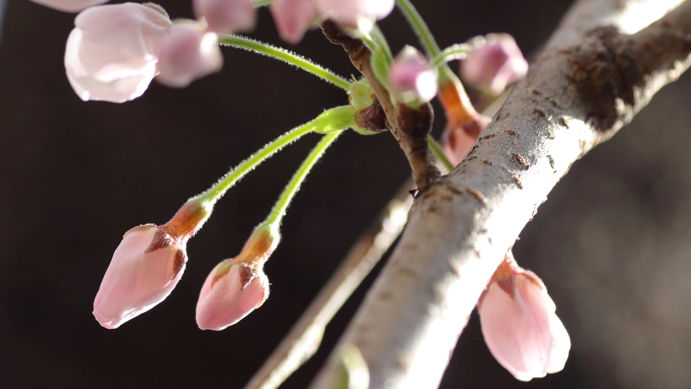 Background nụ hoa nhẹ nhàng lan tỏa bình yên