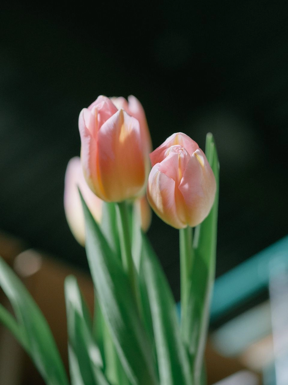 Hình nền búp hoa nhỏ xinh báo hiệu mùa xuân