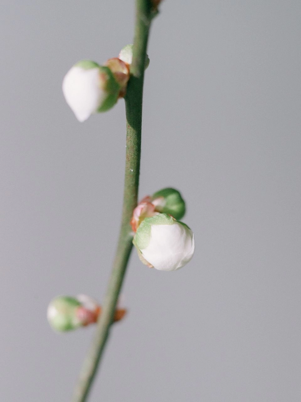 Ảnh búp hoa mong manh đầy sức sống