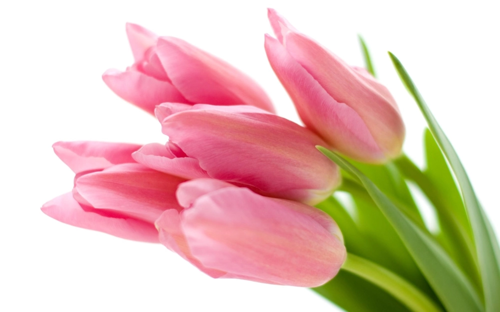 Hình nền nụ hoa full hd dịu mắt tinh tế