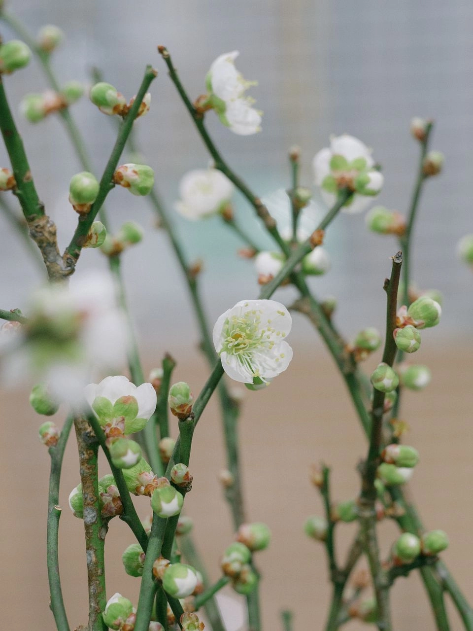 Tải hình nền nụ hoa lưu giữ vẻ đẹp non tơ