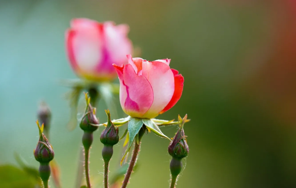 Ảnh nụ hoa nghệ thuật giàu chiều sâu cảm xúc