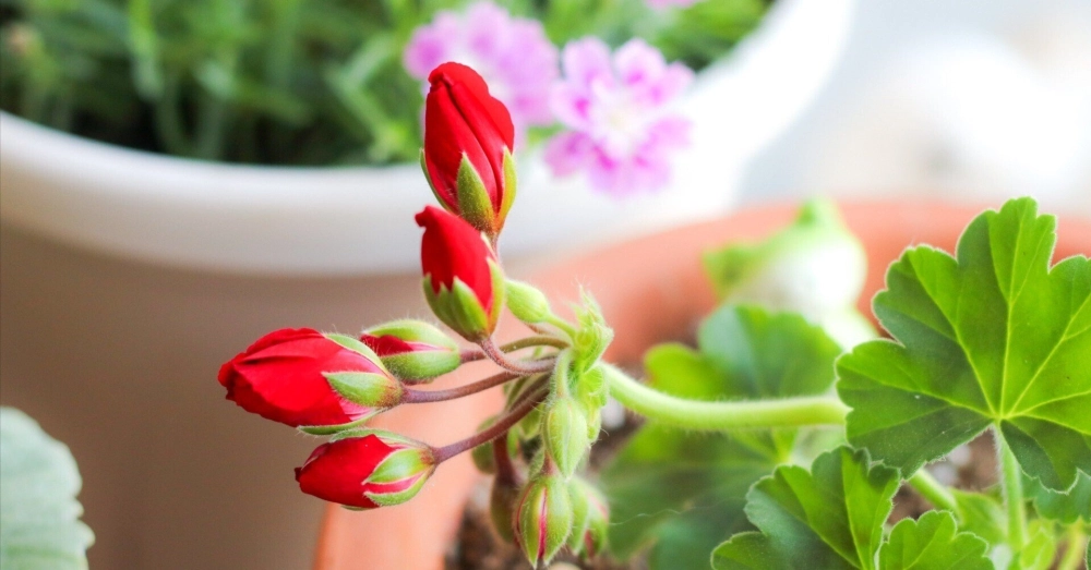 Hình nền nụ hoa tết mang ý nghĩa khởi đầu