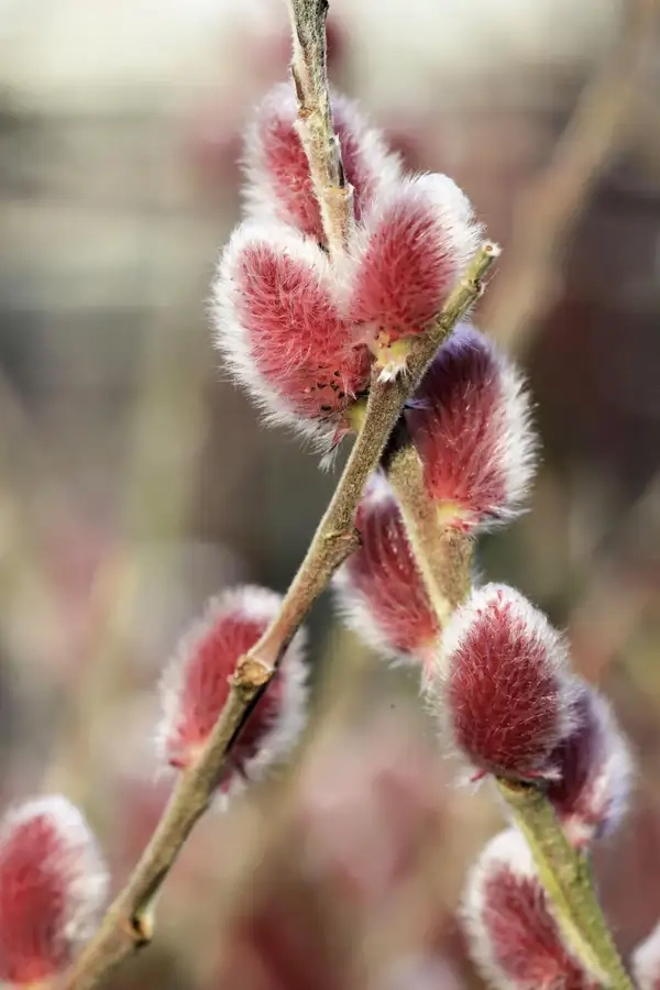 Ảnh nụ tầm xuân ngày tết đậm chất truyền thống