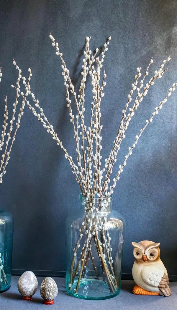 Hình ảnh hoa tầm xuân báo hiệu mùa xuân về