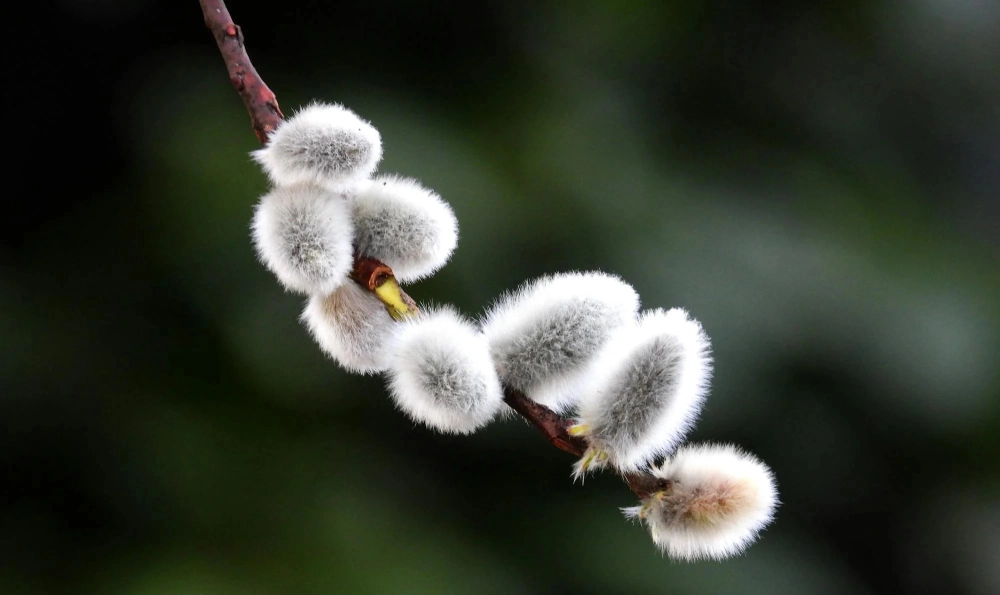 Hình ảnh nụ tầm xuân e ấp đầy sức sống