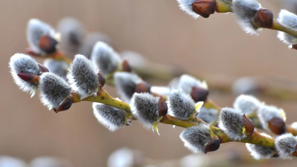 Ảnh bình nụ tầm xuân trang trí ngày xuân