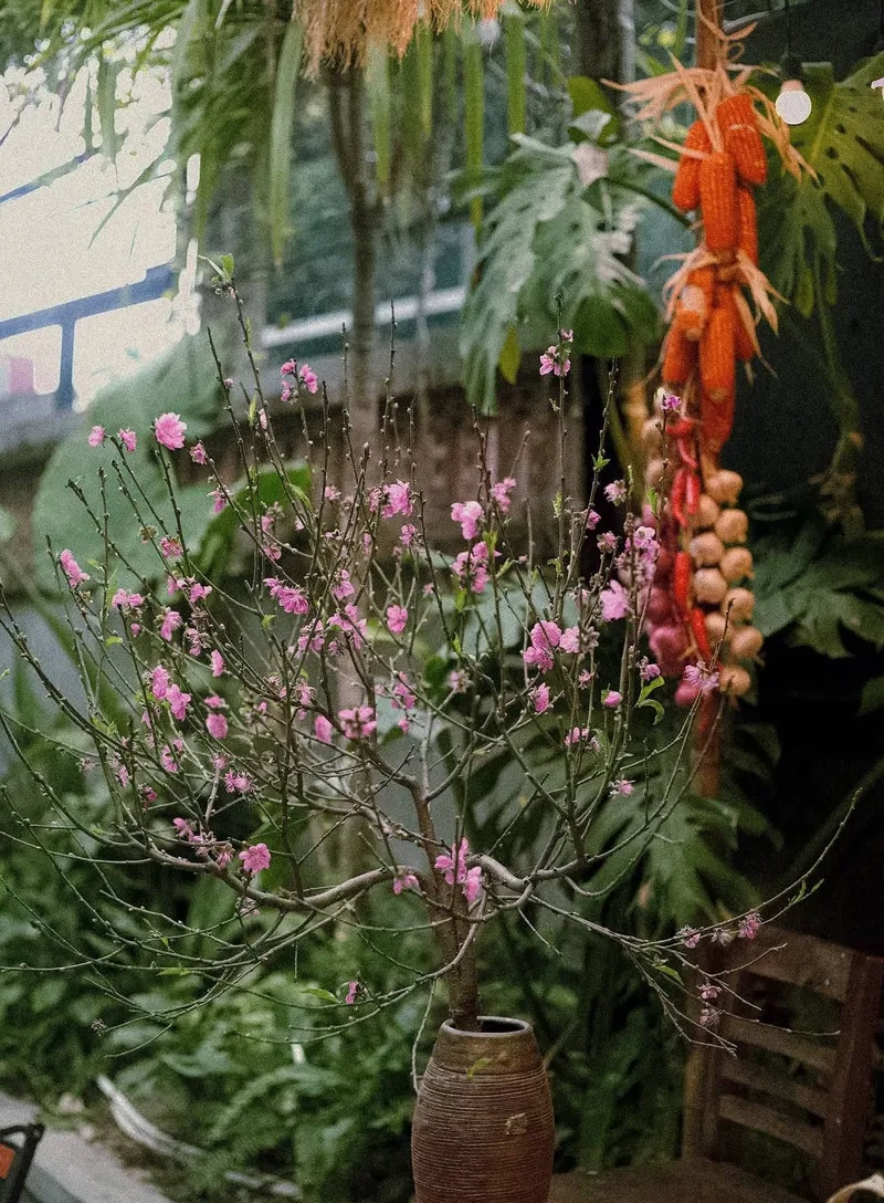 Bộ hình nền tết quê em mộng mơ quá