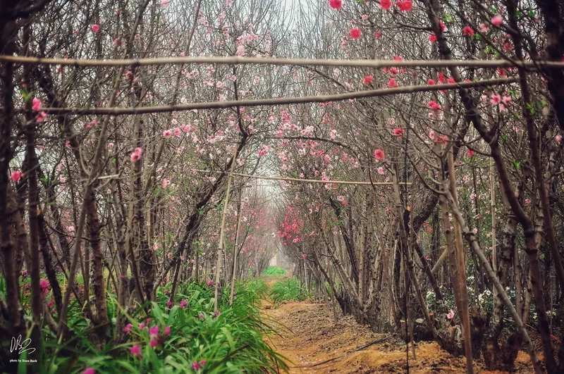 Vẻ ảnh chợ đào tết truyền thống xưa