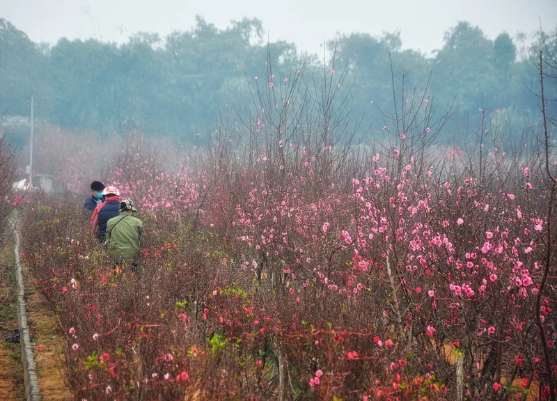 Ảnh chợ đào tết rực sắc hồng đào
