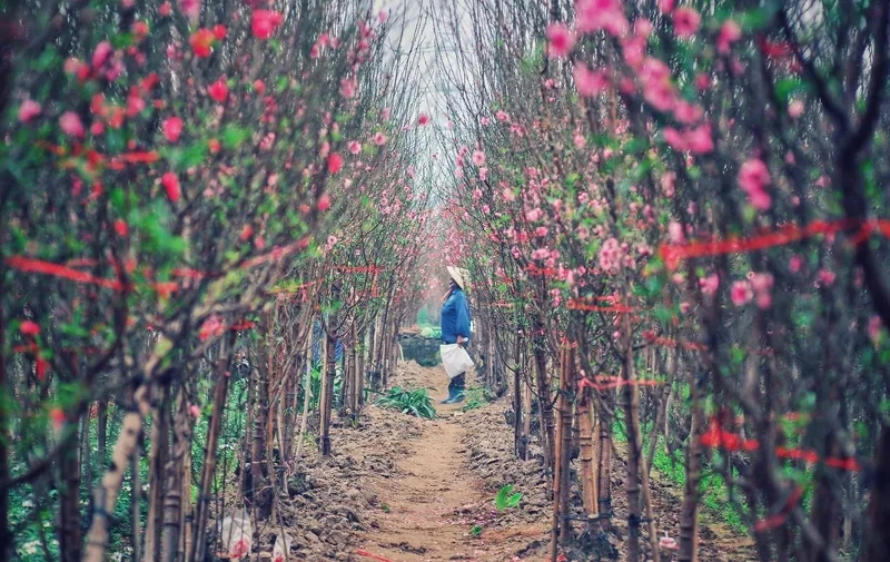 Kiểu ảnh đi chợ đào tết sắm xuân
