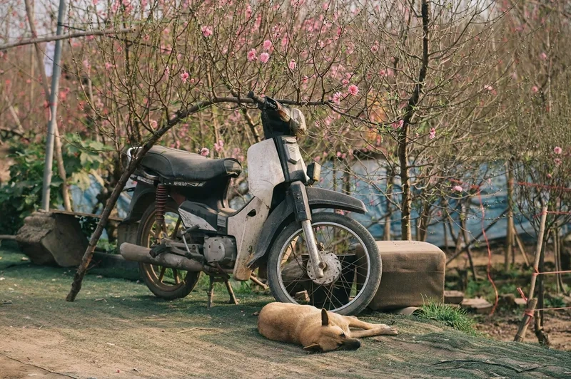 Tải ảnh chợ đào tết 4k sắc nét