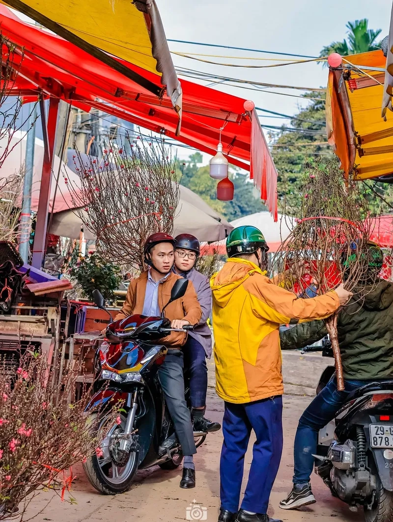 Bộ hình nền cây cảnh chợ tết đẹp