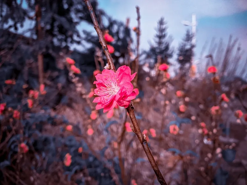 Top chợ hoa tết đẹp nhất Việt Nam