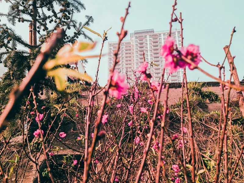 Bộ hình nền hoa mai hoa đào chợ tết