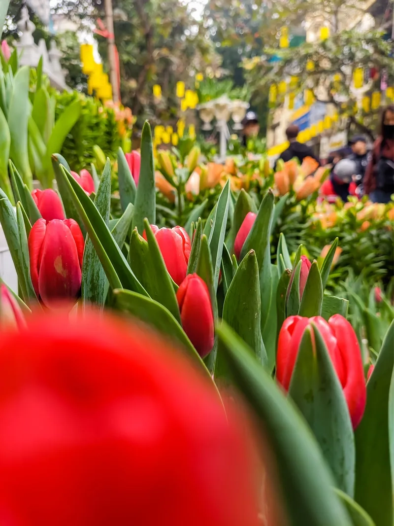 Bộ hình nền muôn hoa khoe sắc tết