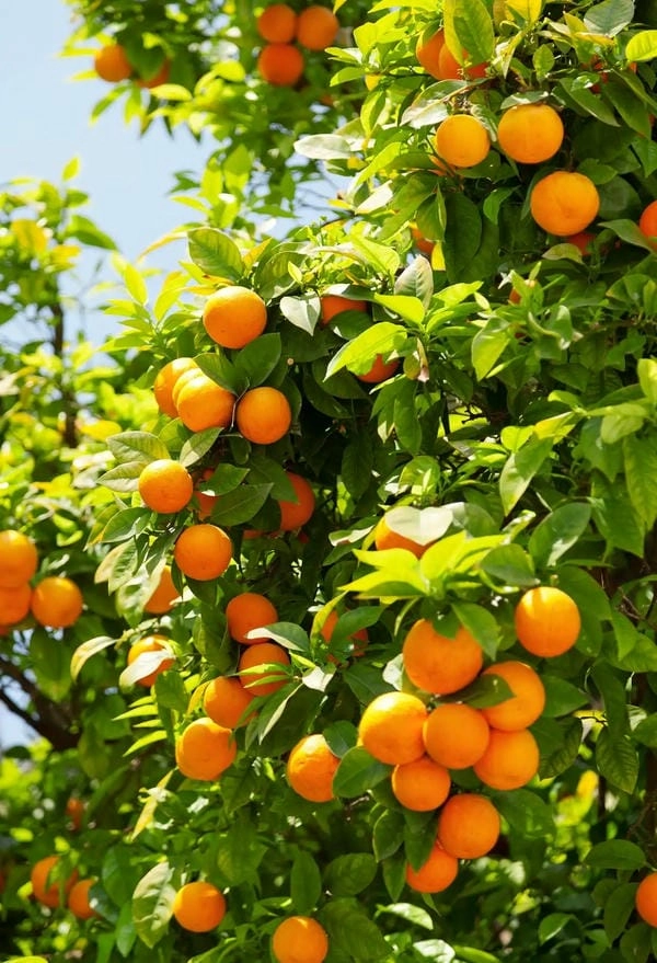 Hình nền tết cây quất gợi nhớ xuân quê