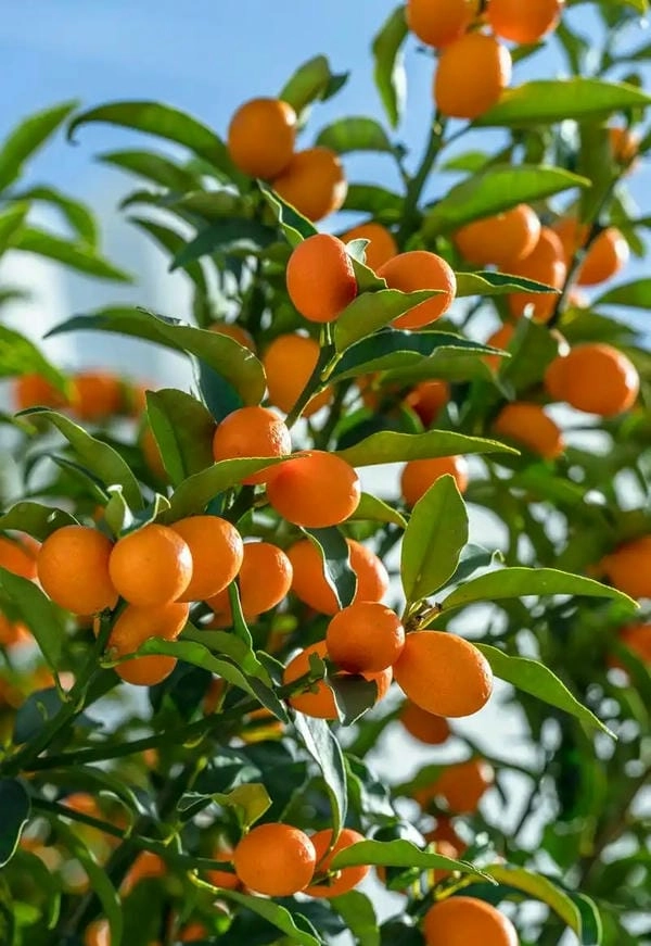 Tải hình nền cây quất lưu giữ sắc xuân