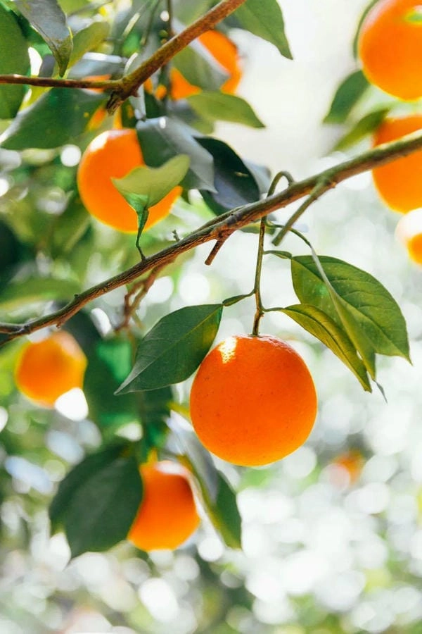 Hình nền cây quất 4k sắc nét tràn sức sống