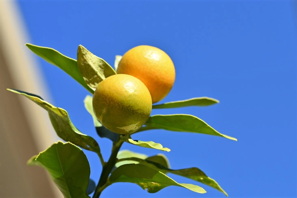 Hình nền cây quất rực rỡ mang lộc xuân về