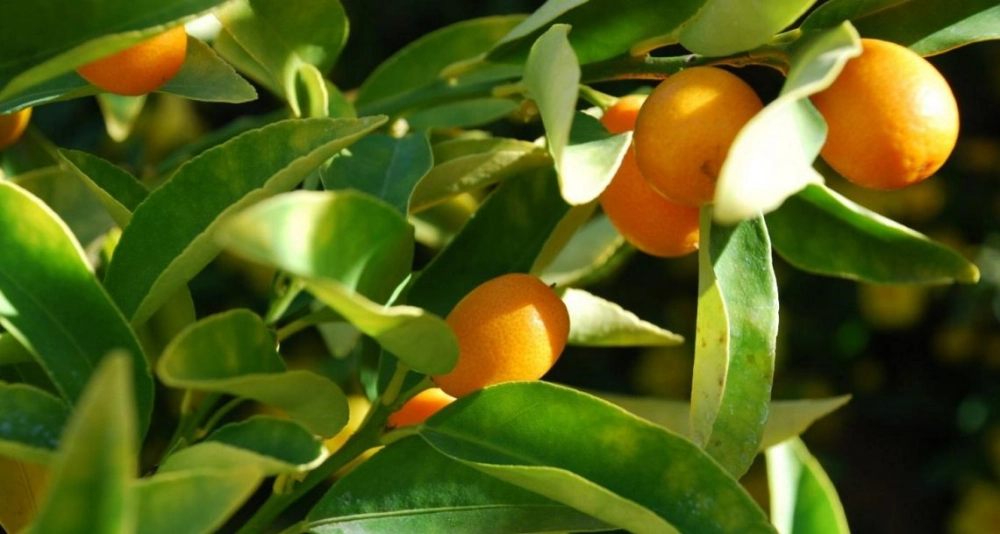 Hình nền cây quất đẹp tôn vinh sắc tết