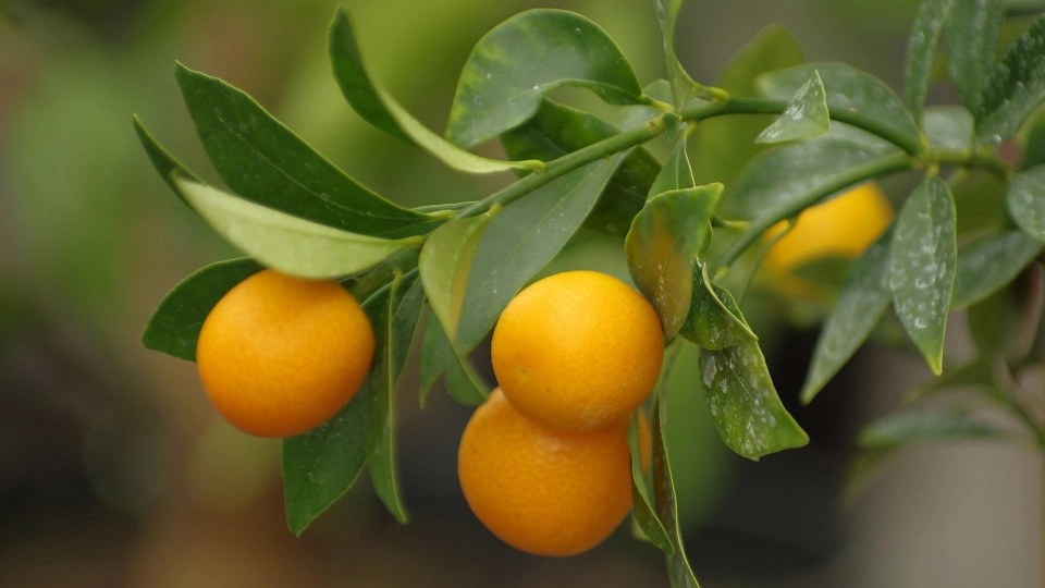 Hình nền máy tính cây quất ngập tràn sắc xuân