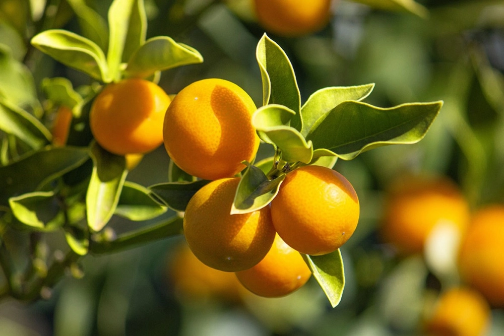 Hình nền cây tắc vàng rực mang ý nghĩa lộc