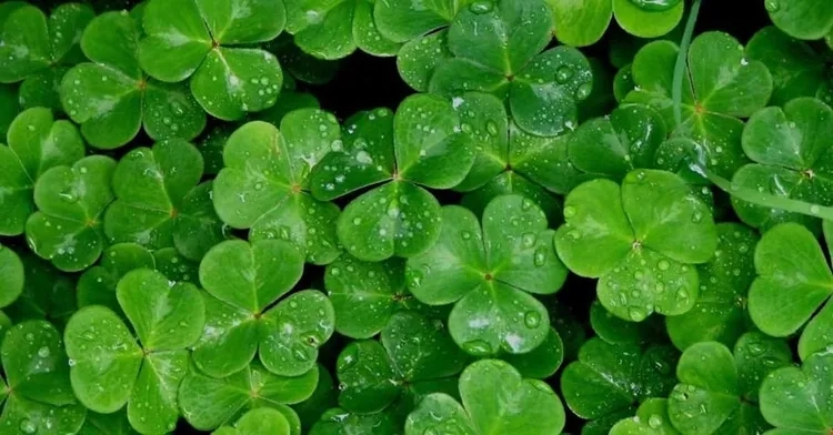 Hình nền chiêu tài 4k sống động rõ từng chi tiết