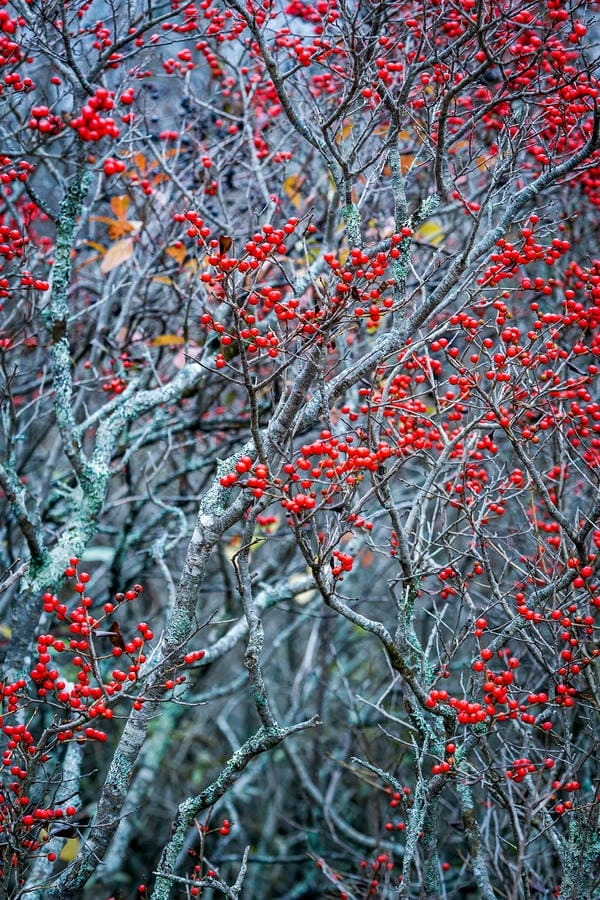 Wallpaper đào đông tinh xảo tôn vinh vẻ đẹp tết