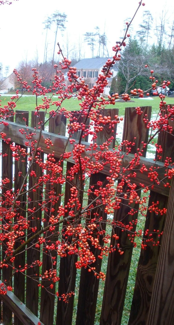 Background đào đông đỏ nổi bật không khí lễ tết