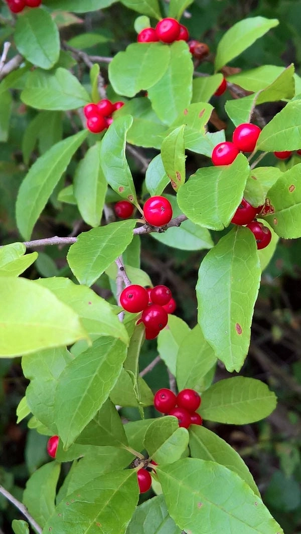 Hình nền đào đông đẹp nhất lan tỏa khí xuân