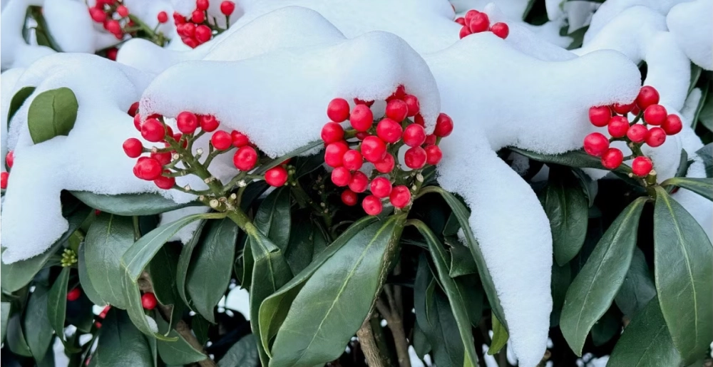 Hình nền hoa đào đông dịu dàng đầy cảm xúc