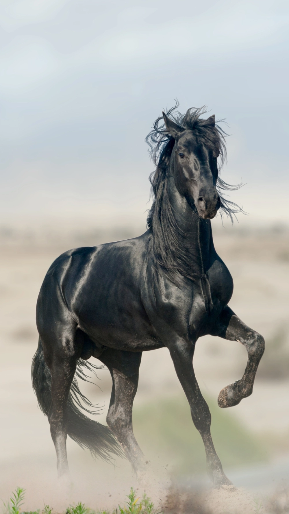 Chú ngựa dũng mãnh trong bộ hình nền ngựa bính ngọ 4k cho điện thoại