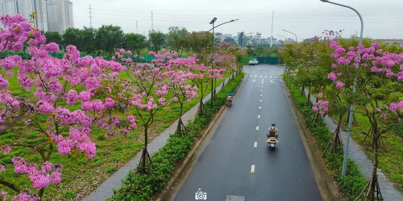Kiểu hình nền đường hoa xuân 4k nét
