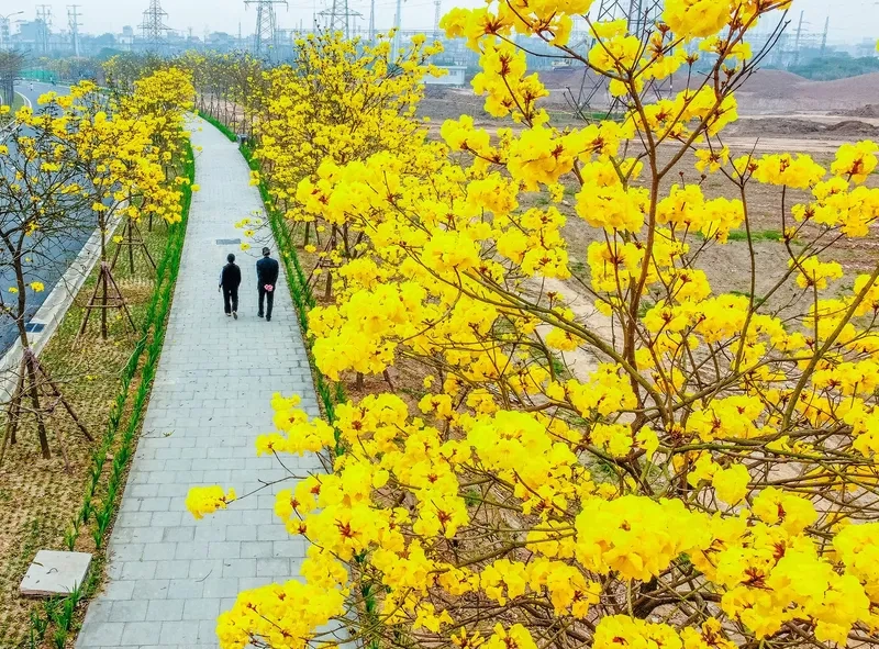 Tấm ảnh đường hoa Tết rực rỡ màu