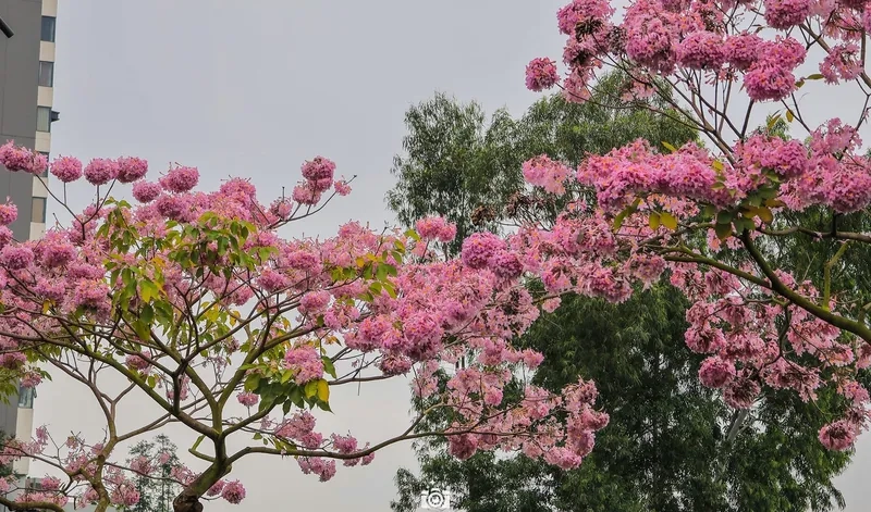 Tấm ảnh đường hoa phố đi bộ đẹp