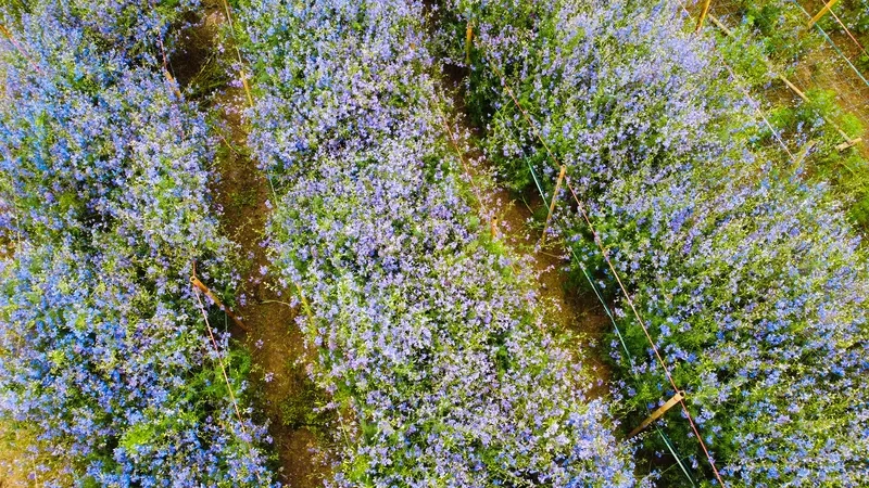 Hình nền đường hoa muôn sắc tươi