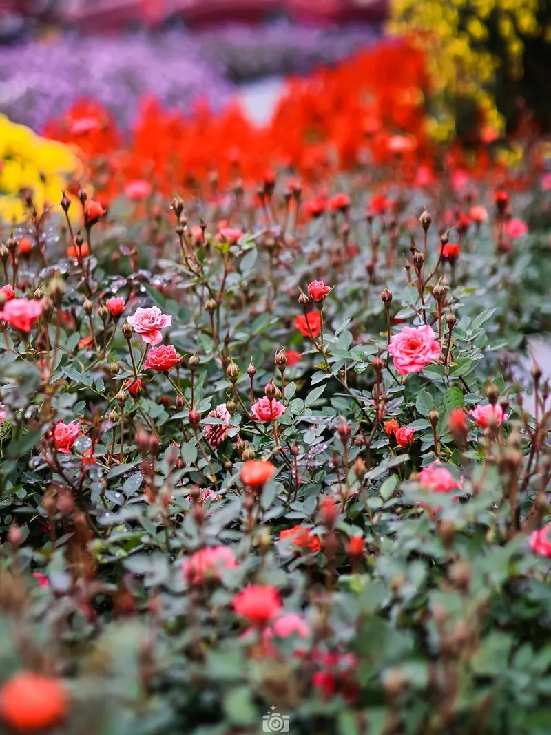 Các ảnh trang trí đường hoa Tết