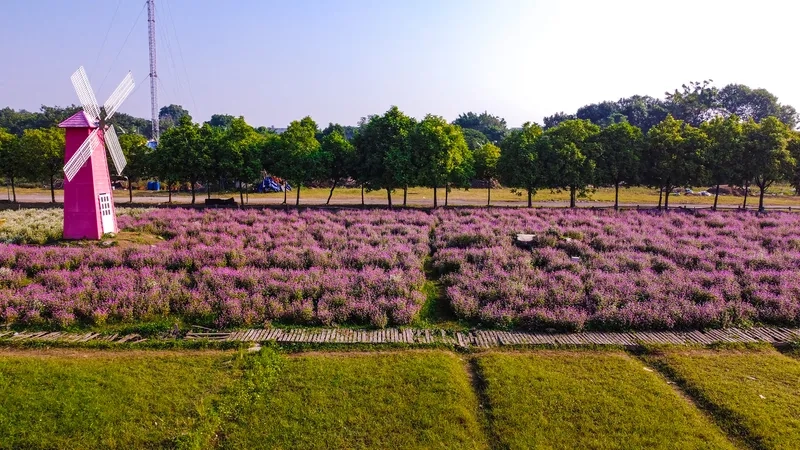 Kiểu hình nền đường hoa Tết hd