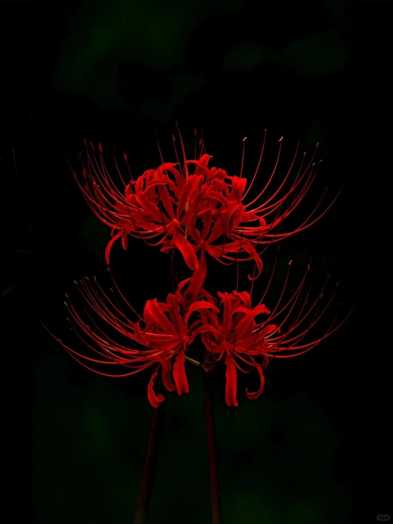 Mê hoặc ánh nhìn hình nền hoa bỉ ngạn ma mị