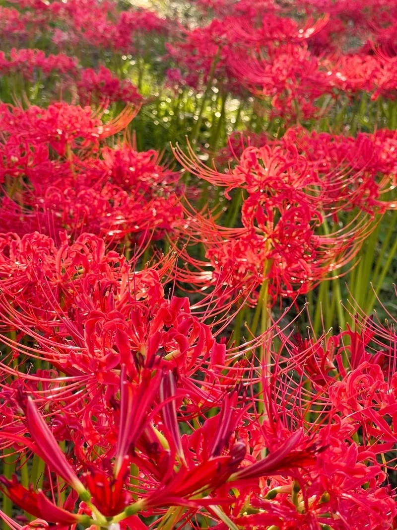 Sáng tạo độc đáo hình nền hoa bỉ ngạn nghệ thuật