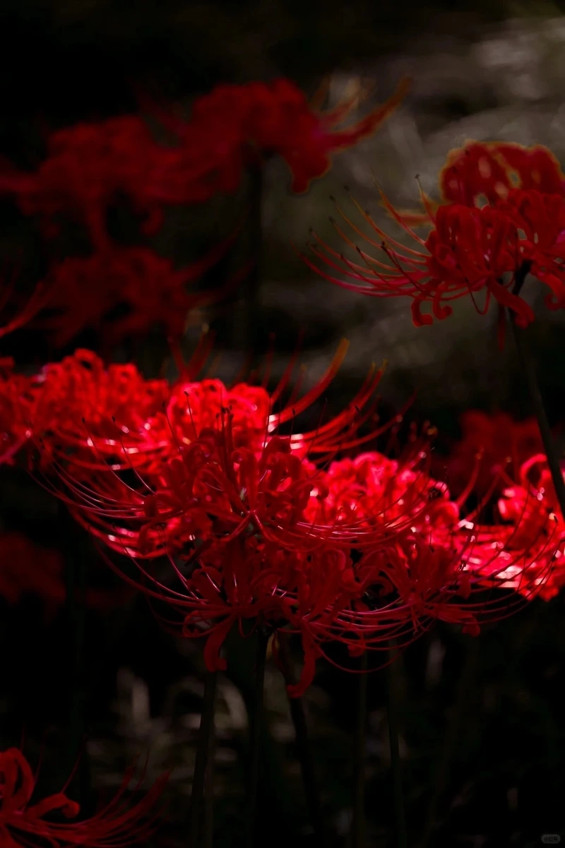 Không gian trầm lắng hình nền hoa bỉ ngạn nền tối