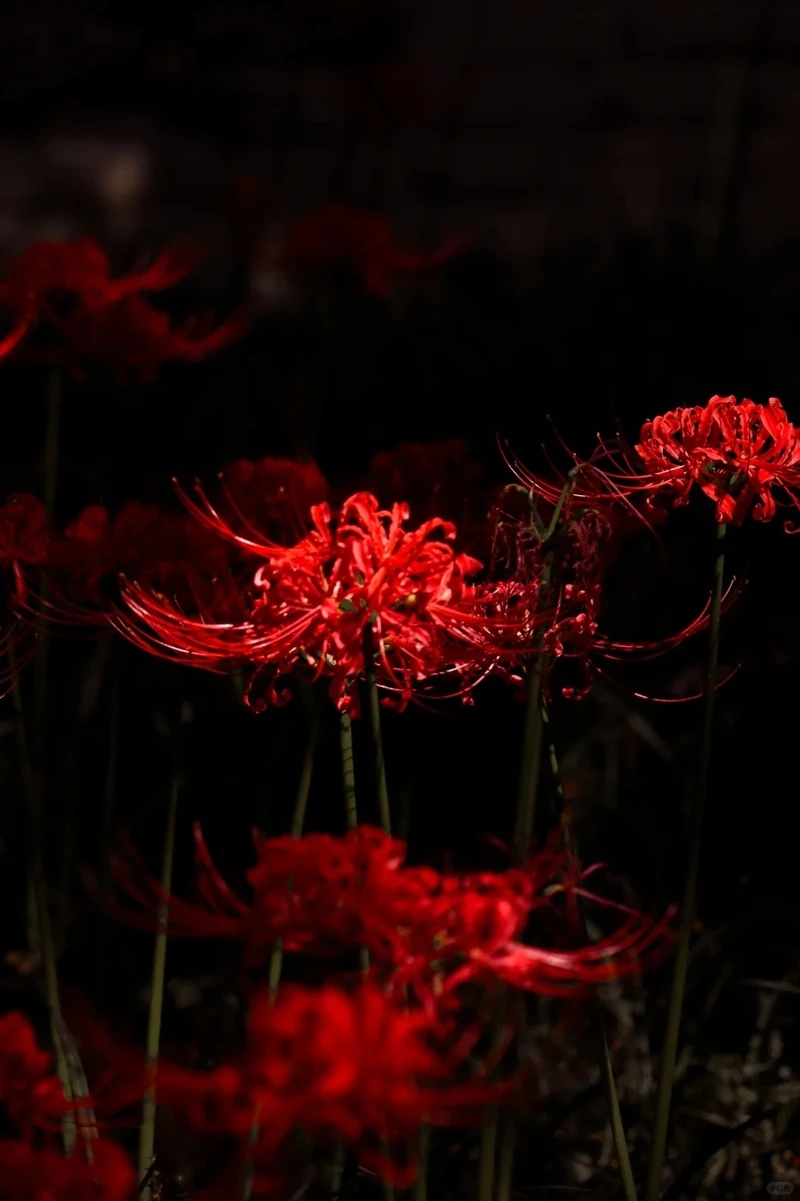 Cảm giác lẻ loi hình nền hoa bỉ ngạn cô đơn