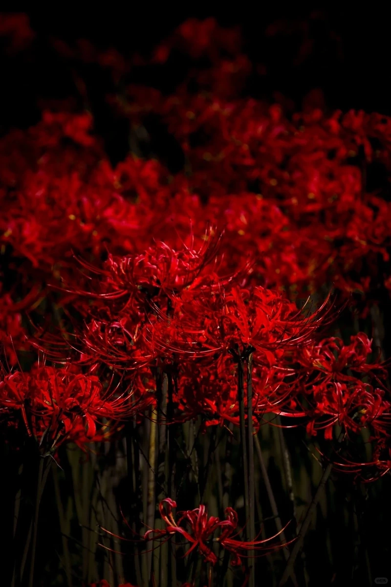 Lung linh khác lạ hình nền hoa bỉ ngạn huyền ảo